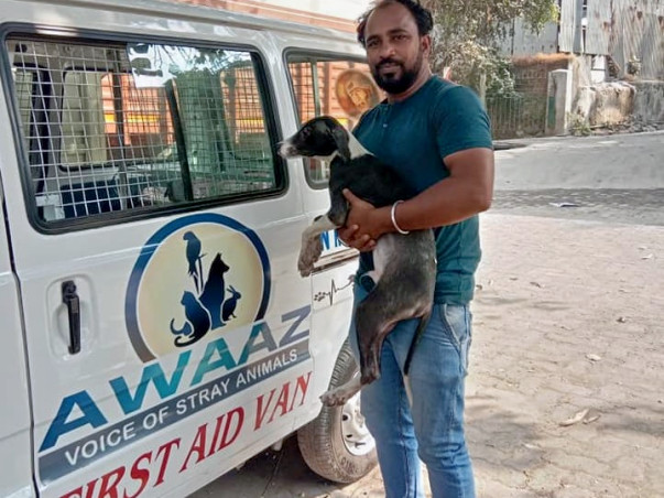 Help Awaaz to Help Stray Animals of Mumbai
