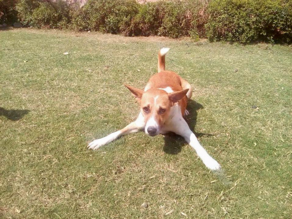 Support A New Life For Rocky