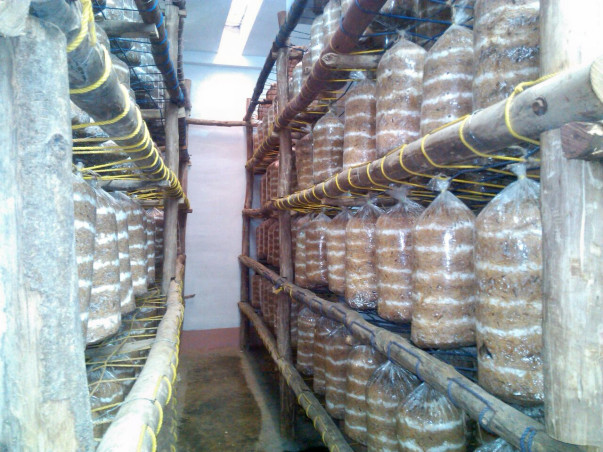 I am fundraising to economic upliftment with Mushroom Cultivation