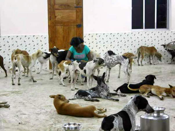 Help Sunitha Save and Feed Her Rescued Animals
