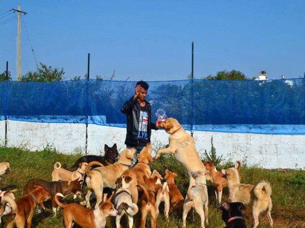 Help Haris Ali build a better shelter for his rescued doggies