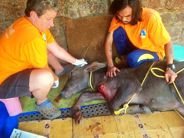 Help Angel heal from a severe wound