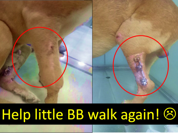 Help little BB walk again !