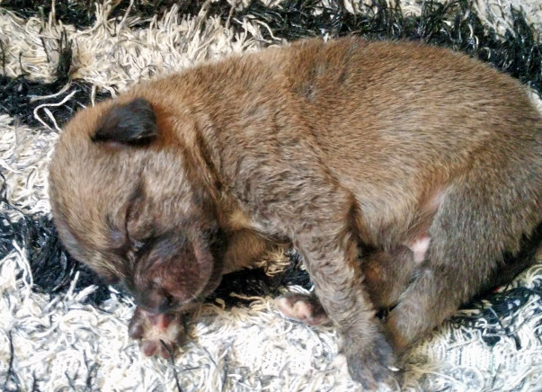 Help Us In Sterilisation Of Stray Dogs In Delhi