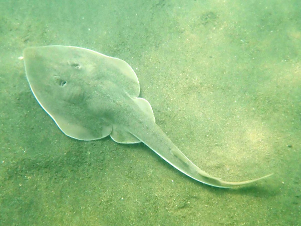 Help Conserve One Of India’s Enigmatic Marine Species