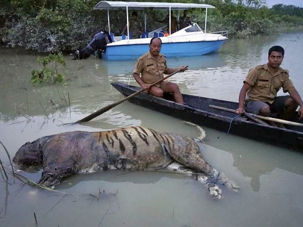 SAVE ASSAM SAVE WILD