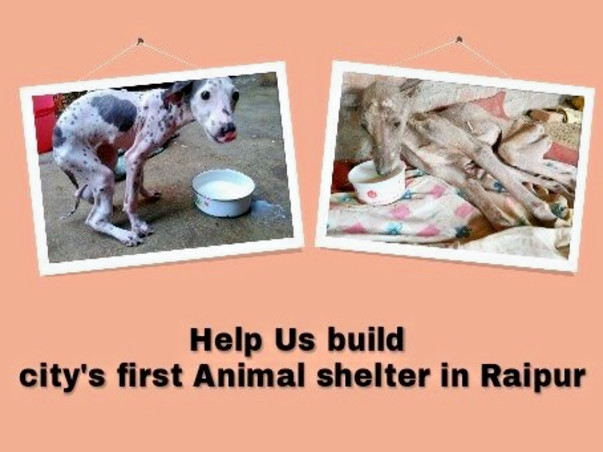 Help Us Build City's first Animal shelter in Raipur, Chhattisgarh