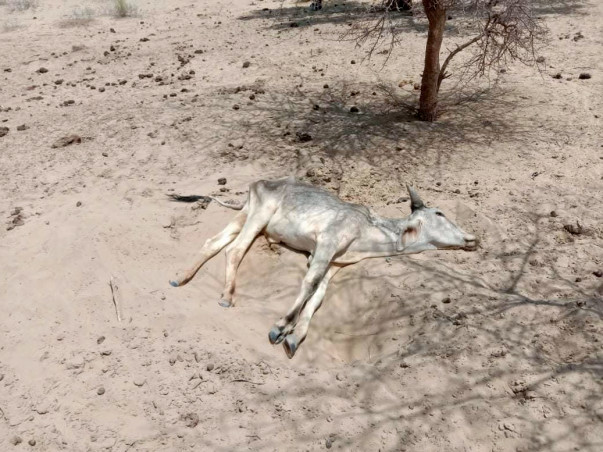 Help Dying Cows in India with Food, Water, and Doctors