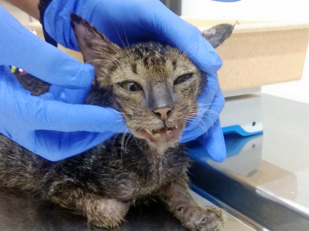 Kittens In Need of Urgent Help!