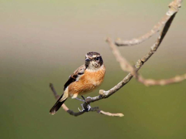 Srividya Bday Fundraiser to educate and train forest guides on birding