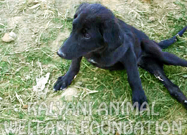 I am fundraising to set up an Orthopedic and Spinal Injury Rehabilitation Center for Animals