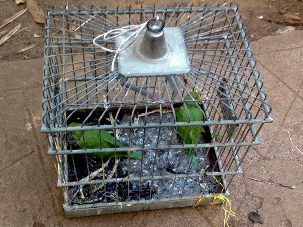 Help two caged Parakeets find freedom