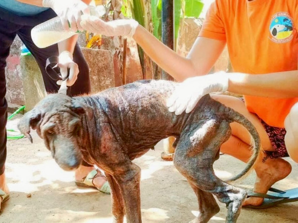 Help Marley have a dignified life