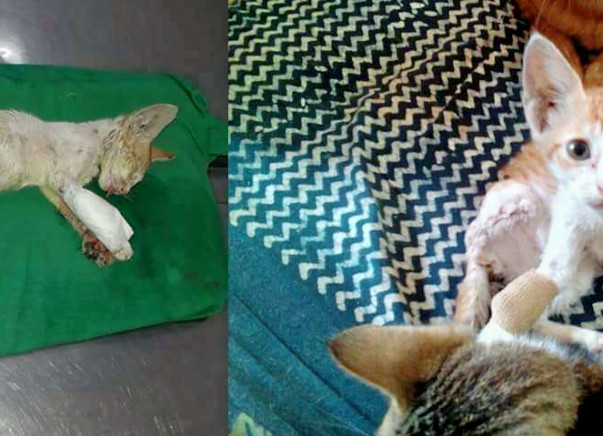 Support 'Awaaz' In Helping Stray Animals