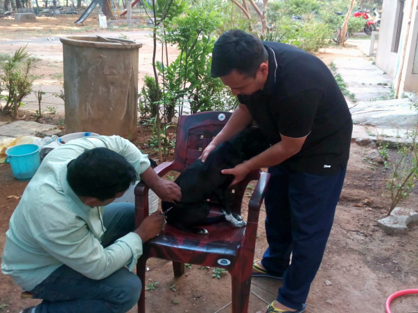 A Campaign For Stray Animals -Angel's Fund