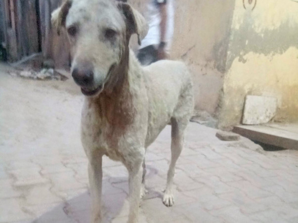 Help us help strays