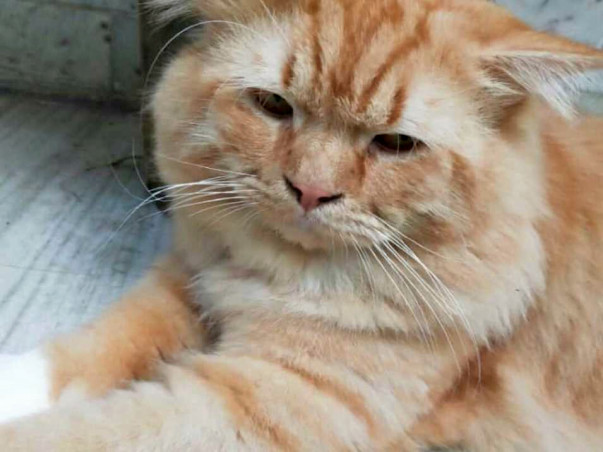 Help A Tabby Cat Get A Better Future