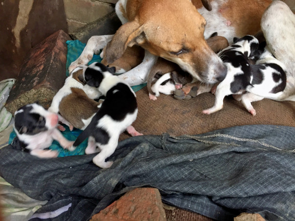 Help Dogs Live Healthy