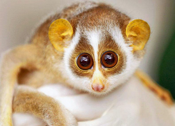 Help Conserve The Endangered Loris