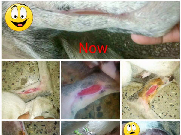Help stray dogs and puppies