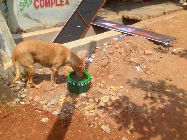Help India's thirsty animals with Water Bowls