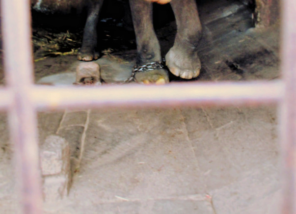 Help Us Free Elephants Mala & Shyla