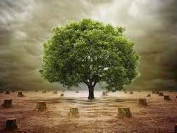 We need help to 1000 tress growth in Village