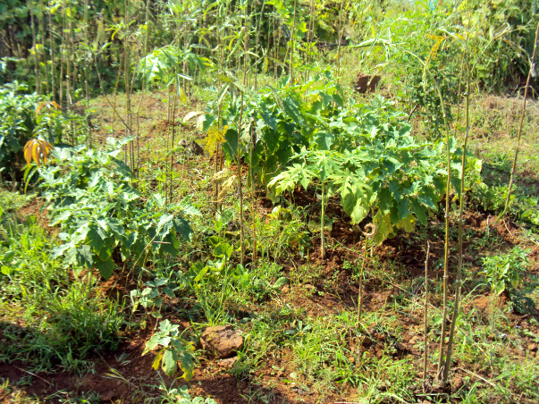 Planting 10000 Fruit Bearing Trees