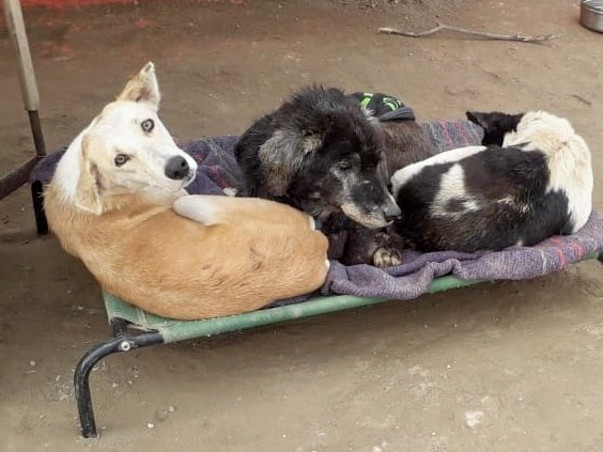 Help us give warm cots to old and sick dogs at shelter this winter