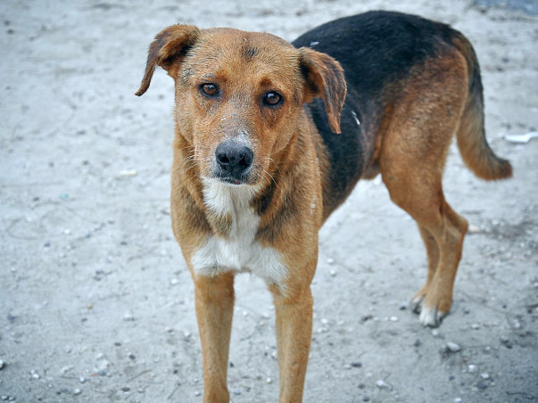 Help Kalyani Animal Welfare Foundation Save Street Dogs of India