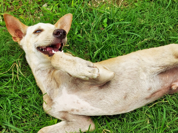 Help Me Save the homeless dogs