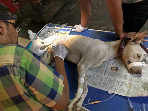 Helping street animals