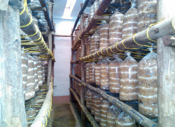 I am fundraising to economic upliftment with Mushroom Cultivation