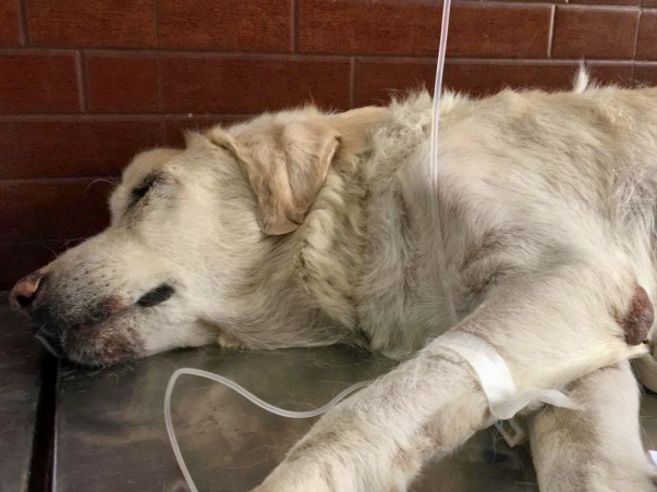 Help Boxer Recover From Kidney and Lung Infection