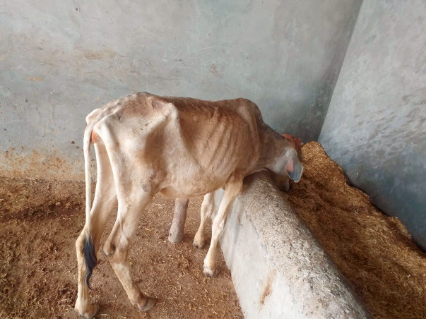 Help cows for Food,Water and Medical