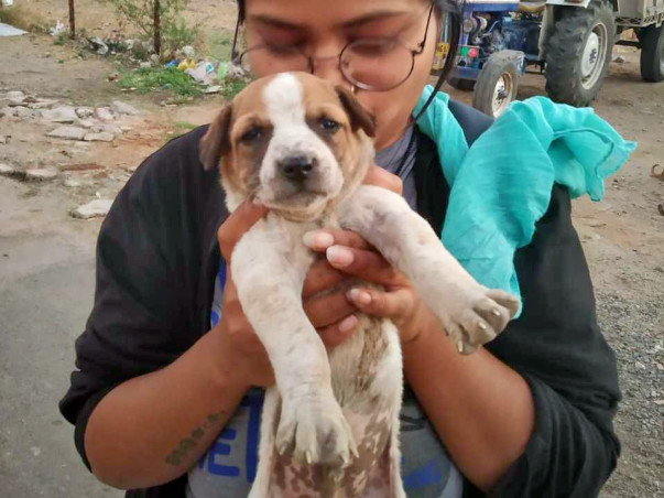 Help Us To Alleviate 90+ Stray Dogs' Suffering!