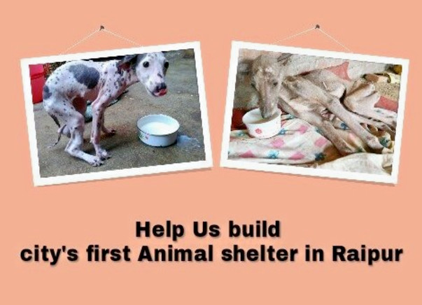 Help Us Build City's first Animal shelter in Raipur, Chhattisgarh