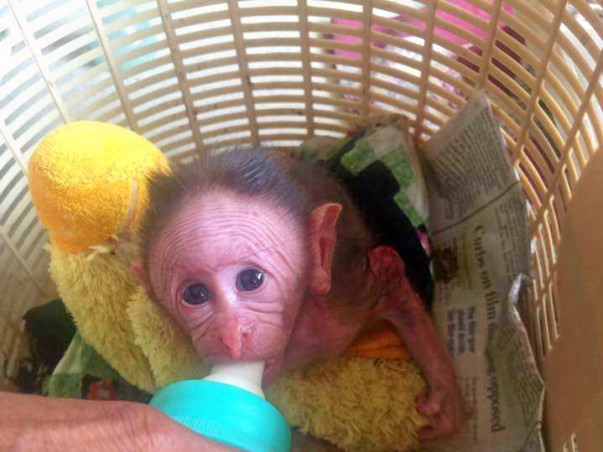 Without A Fence, Every Animal At Bannerghatta Rehab Center Is At Risk