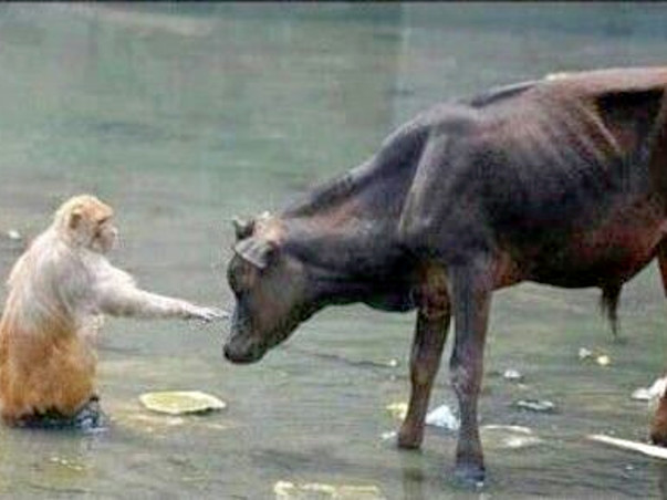 Let Us Save Animals- If Not Now Then Never!