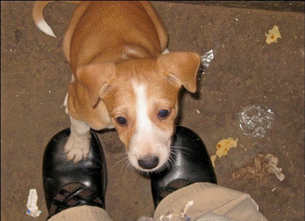 I am fundraising to - We care for your fur, Puppy!