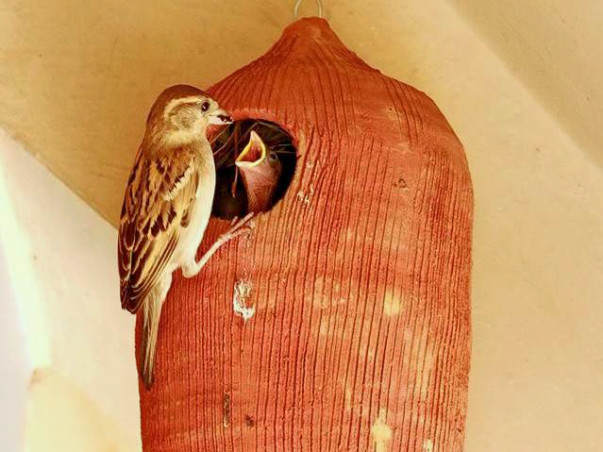 World Sparrow Day