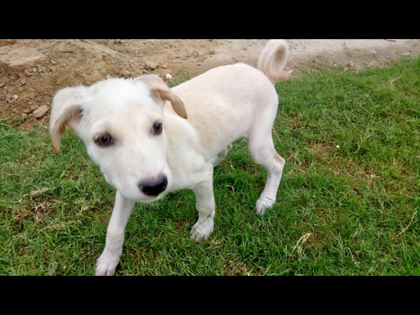 Help Twinkle Raise Funds For Boarding of Darling & Vanilla.