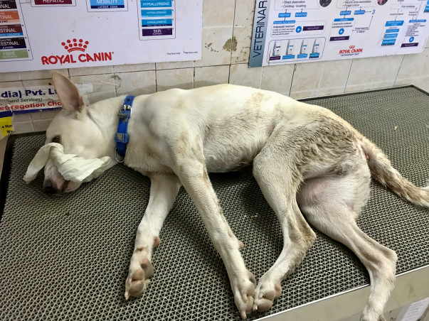 Whitey Needs Our Support For Surgery