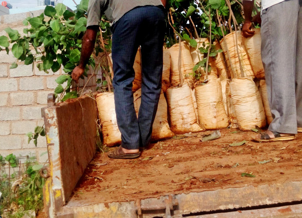 Help us plant 10 lakh trees around Bangalore