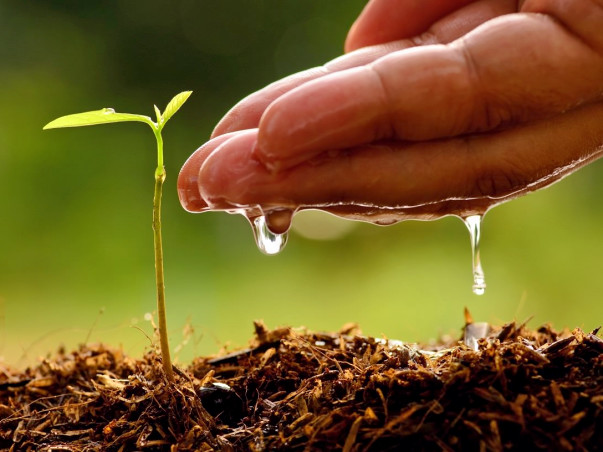 Amma Vaiduloh : Help Save The Green Cover Of India