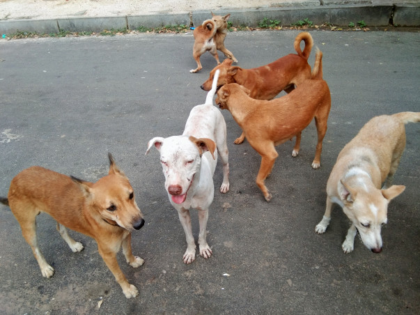 Help Feed and neuter/spay stray dogs in Anna Nagar,Chennai.
