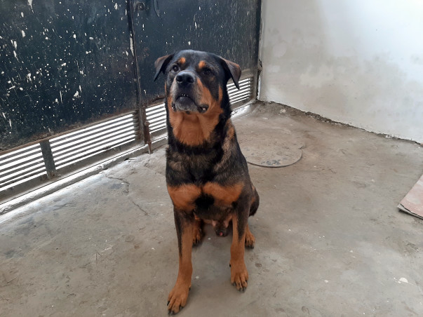 Help Rusty live the life he deserves!