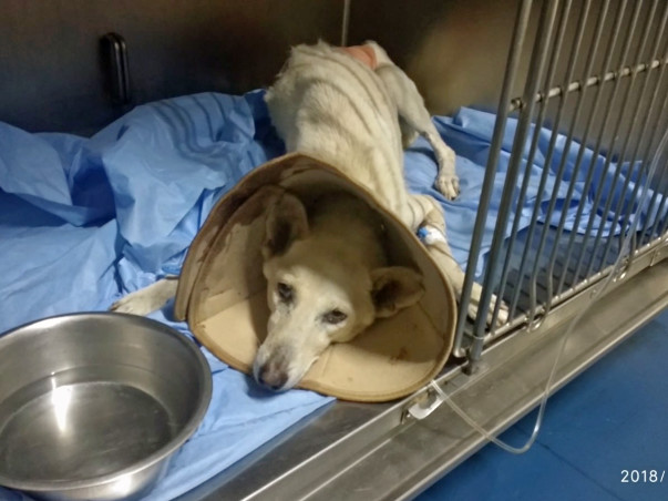 Save Susie The Adorable Indie