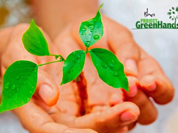 Plant Trees with Project GreenHands!