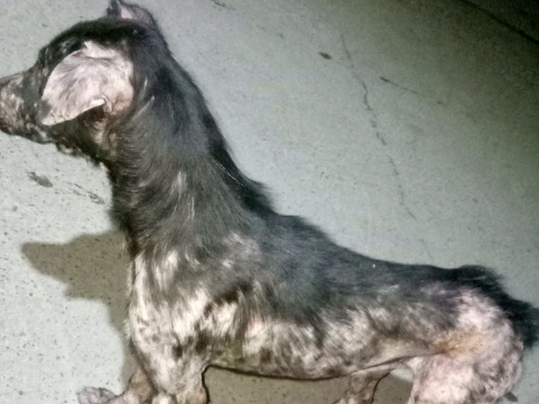 Help Ladoo fight Mange